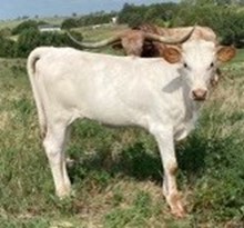 Hooray Whata Win Heifer