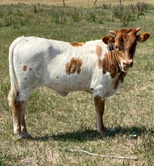 Southern Electric Heifer