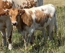 Clear Friend Heifer