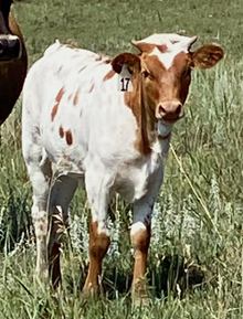 Magdalene St Heifer