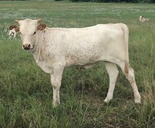 MCR Classy Lady Heifer