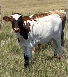 Dragon Lady 85 Heifer
