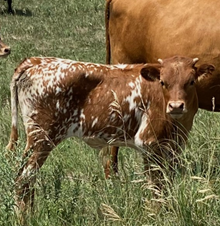 LazyJ's Tulip Heifer