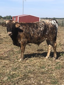 Jubilee Jam Bull