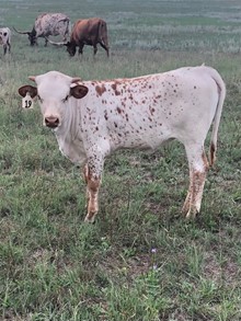 MCR Justa Queen Heifer