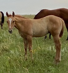 RED DUN COLT 1