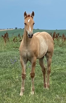 RED DUN FILLY 8