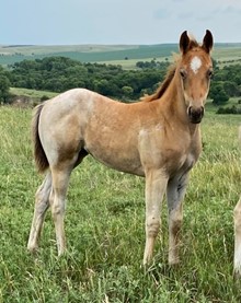 RED ROAN FILLY 5