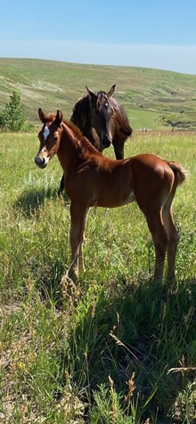 Hombre/Goldrush Colt