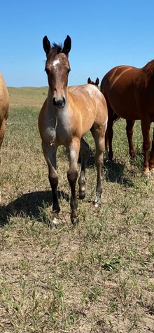 Filly 7