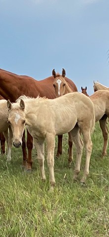 RED DUN FILLY 3