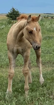 RED DUN FILLY 6