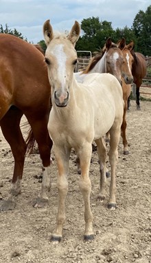 RED DUN FILLY 1