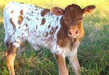 2023 Taste of Honey Heifer