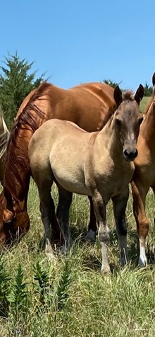 Grulla Filly 2