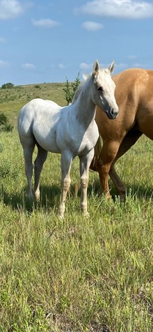 SPANISH COUNT ME IN FILLY ROAN/PALOMINO