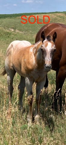 MC SPECIAL SHINER COLT ROAN