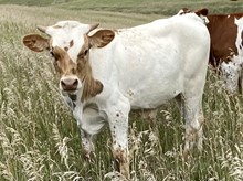 Justa Rebel Bull Calf