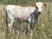 MCR Justa Diamond Bull Calf