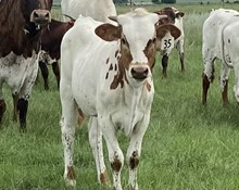 Iron Ranger Heifer Calf