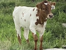 Cadillac Girl Heifer Calf