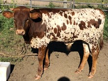 MCR Rebel Jangler Bull Calf