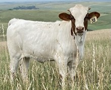 MCR Glorified Racer Heifer