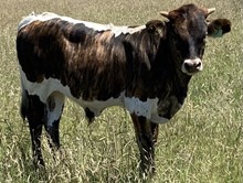 MCR Justa Queen Bull Calf