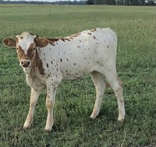 Justa Jubilee Heifer Calf