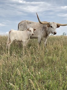 Jest Gracie Heifer Calf