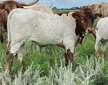 Southern Electric Bull Calf