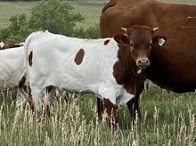 Grand Finale Bull Calf