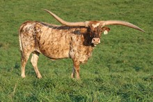 M2 MISS TUFF JUBILEE