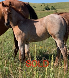 MC SHINING PEPPY COLT ROAN