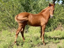 Dreamcomtru x Hombre Colt