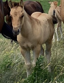 FILLY 3