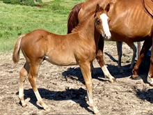 MCR TULIP X MCR SHINY HOMBRE