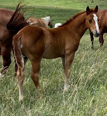 Filly 1