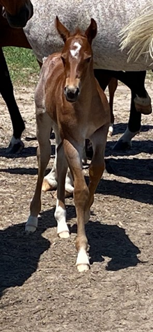 MC SHINY PEPPY X GEMBO filly