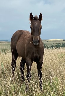 GRAY FILLY 7