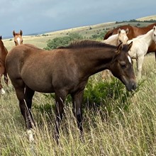 GRAY FILLY 4