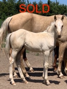 MY SENSE COUNT COLT ROAN/PALOMINO