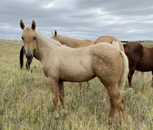 SPANISH COUNT ME IN FILLY ROAN/PALOMINO