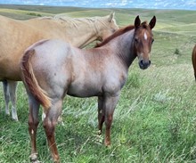 Filly 4