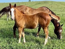 MCR TULIP X MCR SHINY HOMBRE
