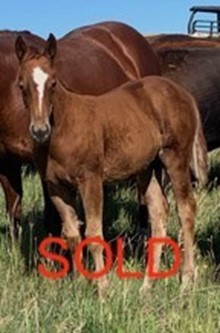 SHINING TRAVALENA FILLY SORREL